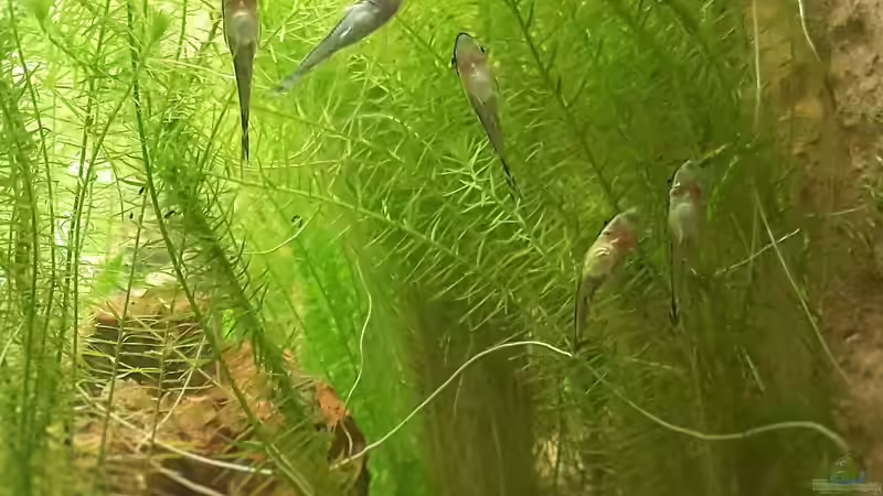 Gruppe - Ohrgitteharnischwelse an der Scheibe von Chris-BluBB (13)