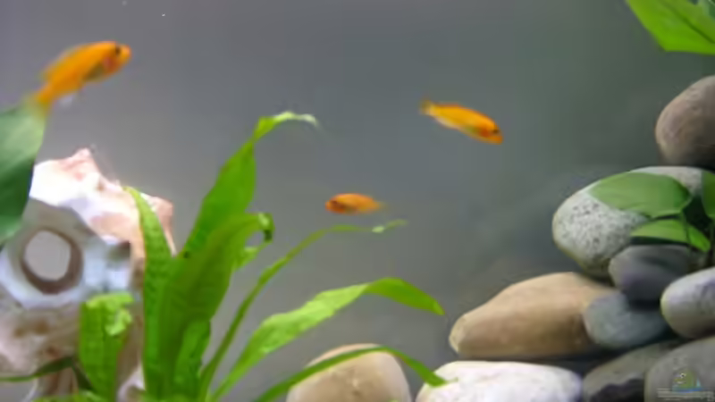 Gruppe  Pseudptropeus zebra rot-rot von Kleene69 (18)