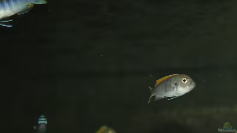 Gruppe afras im Freiwasser von MikeM. (9)