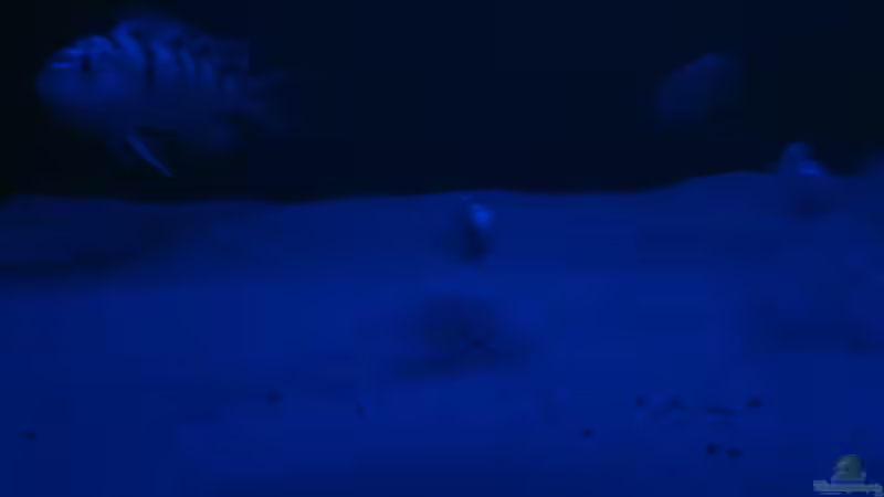 Gruppe bei Mondlicht von am1482 (5)