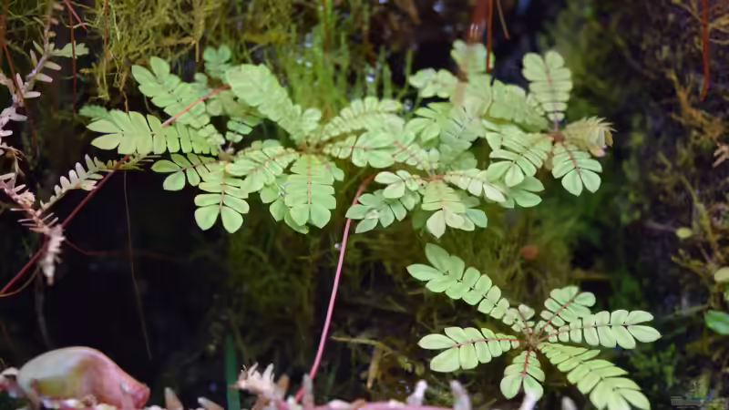 Gruppe Biophytum sensitivum (Selbstaussaat durch aufspringende Samenkapseln der Mutterpflanze) von Junglist (18)