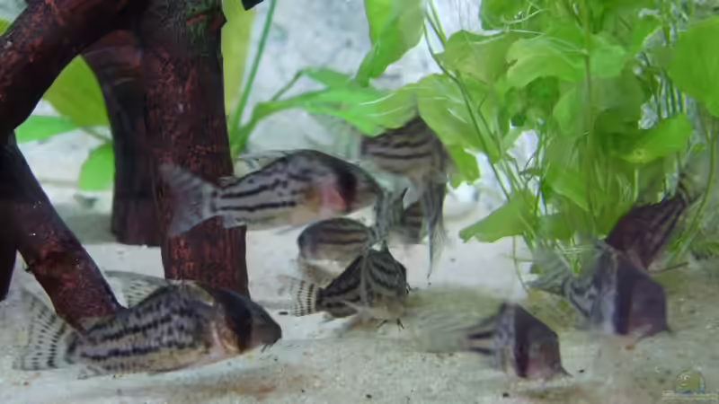Gruppe Corydoras schwartzii von Matthias Grobitzsch (7)