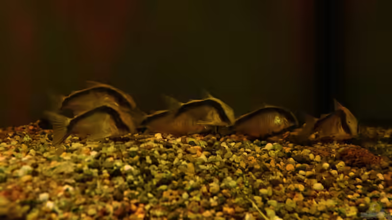 Gruppe Hoplisoma granti / Brochis arcuatus von Philip (58)