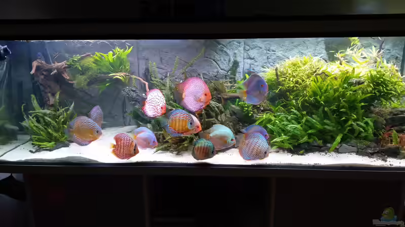 Gruppe in der Strömung (ca. 5.500l/h) von Vancouver2010 (150)