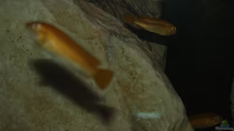 Gruppe johanni von MikeM. (21)