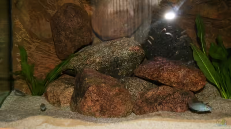 Gruppe Jungtiere Cyrtocara Moori von Mandy Henschel (10)