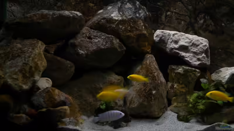 Gruppe Labidos von Herki (21)