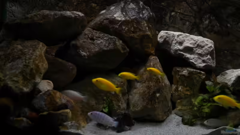 Gruppe Labidos von Herki (22)