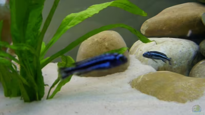 Gruppe Maingano von Kleene69 (16)