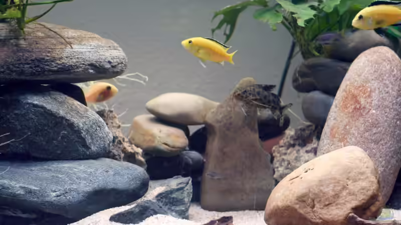 Gruppe Malawis von lützkopf (24)