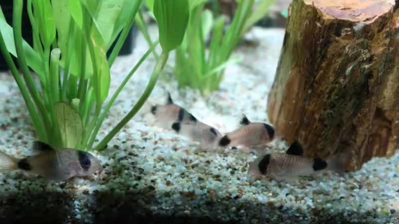 Gruppe Pandapanzerwelse von ernst11 (42)