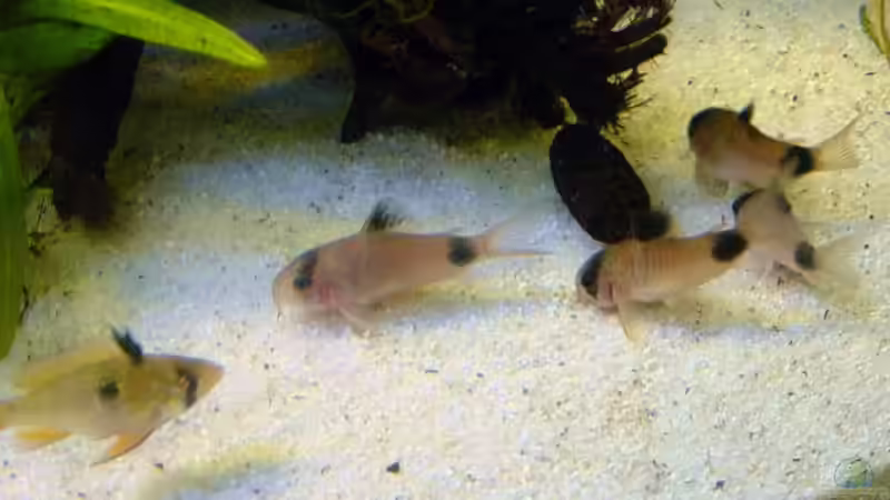 Gruppe Panzerwelse von The_Lizardking (27)