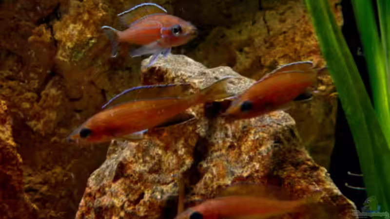 Gruppe Paracyprichromis nigripinnis Chituta von Malawigo (37)