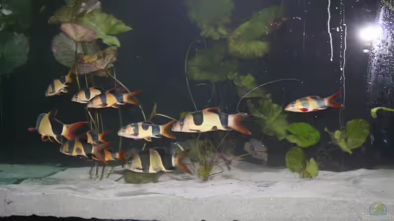 Gruppe Prachtschmerlen auf Endeckungstour von Fishers Friend (25)