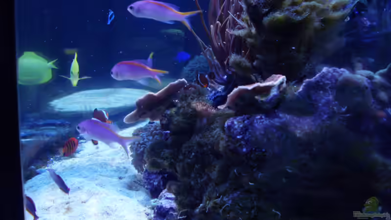 Gruppe Pseudanthias tuka - Mirolabrichthys tuka von .uschi (48)