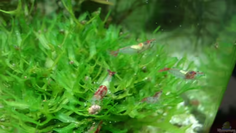 Gruppe Rilis bei der Futtersuche von hej kompisar (21)