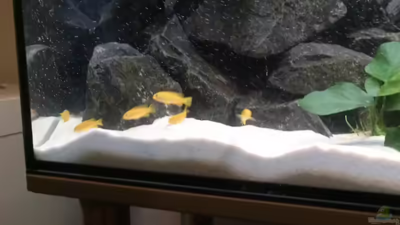 Gruppe Saulosis, die Synodontis sind schwer zu fotografieren. Ich werde versuchen von Joseg (9)