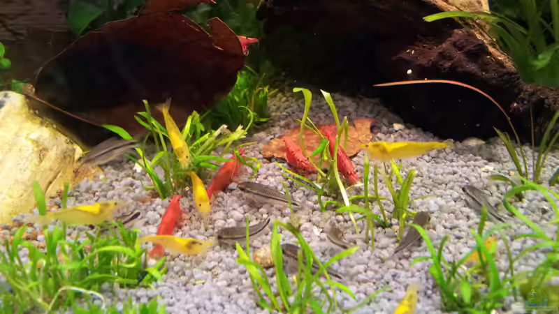 Gruppe von Bloody Mary Sakura, Chi-Tai Lee und Yellow Fire Champ, Chi-Tai Lee sowie Zwergpanzerwelsen von Erschreckerbär (8)