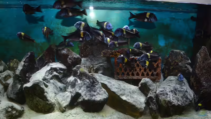 Gruppe von Dragan Jakovljevic (4)