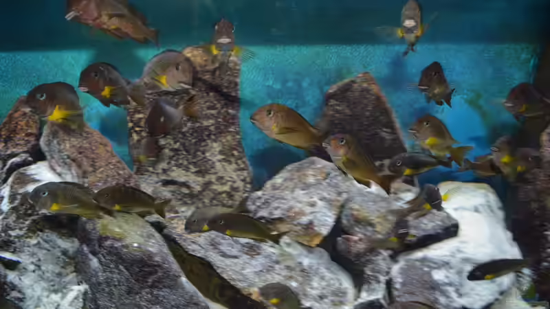 Gruppe von Dragan Jakovljevic (7)