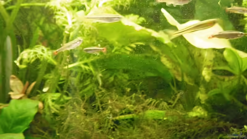 Gruppe von schwefelfell (12)