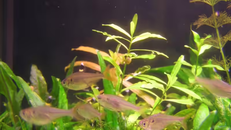 Gruppe von Sternflecksalmlern von redcherry (8)