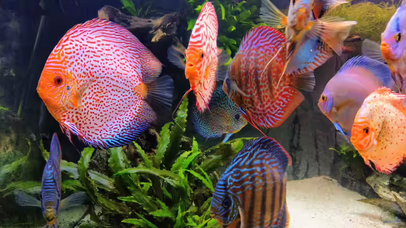 Gruppe von Vancouver2010 (132)