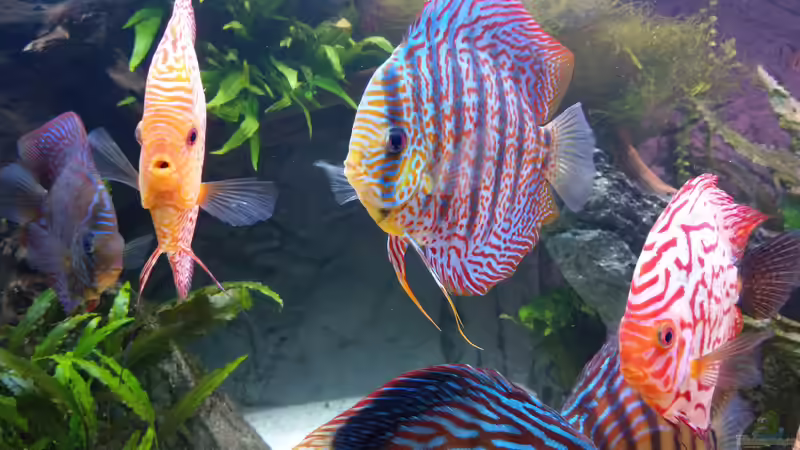 Gruppe von Vancouver2010 (135)