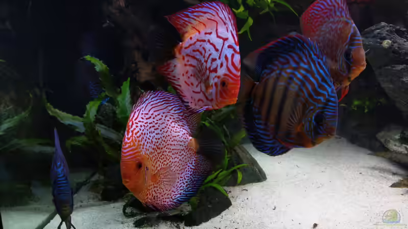 Gruppe von Vancouver2010 (141)