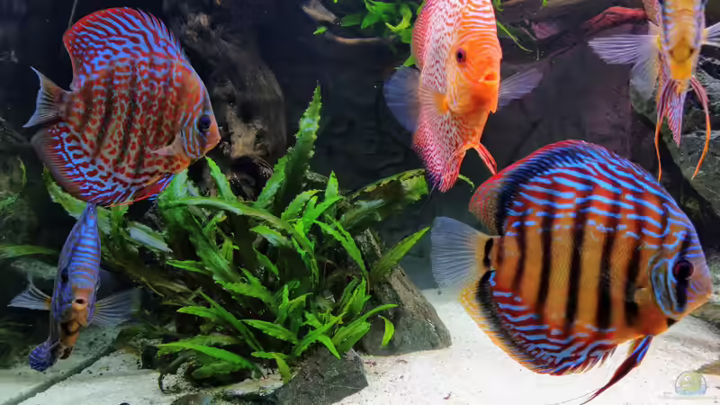 Gruppe von Vancouver2010 (142)