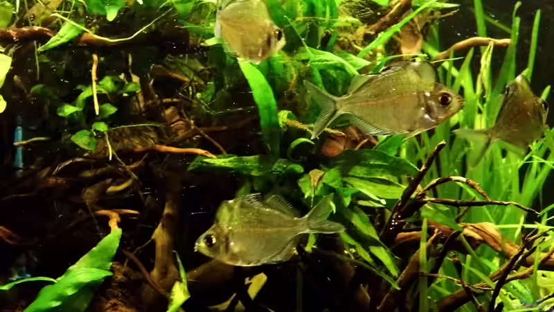 gruppe von Vier Tieren - sind noch sehr scheu von snooze (32)