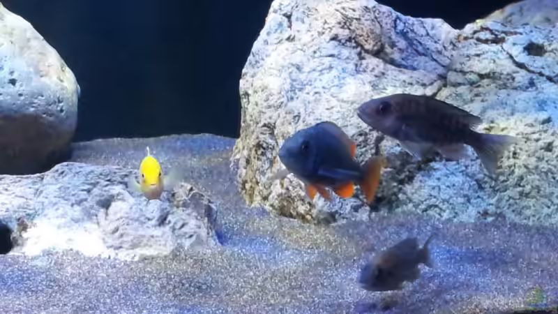 Gruppe Weibchen von ollil81 (51)