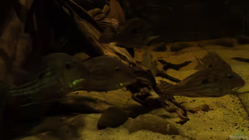 Gruppe winemilleris von die Perle... (30)