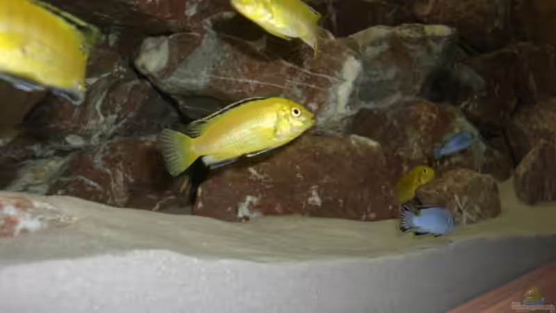 Gruppe Yellow mit Socolofi Jungtier von ambrogio (25)