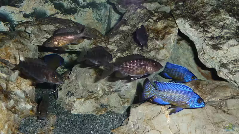 Gruppe1 05.11.2013 von DER YBBSTALER (54)