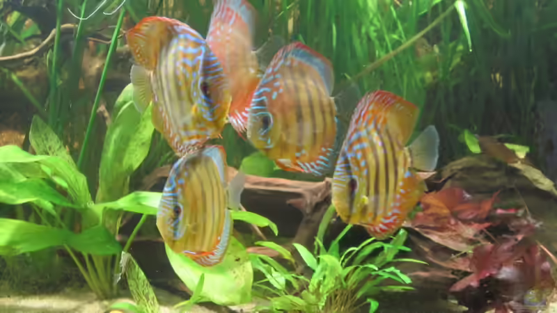 Gruppe2 von maxarl (35)