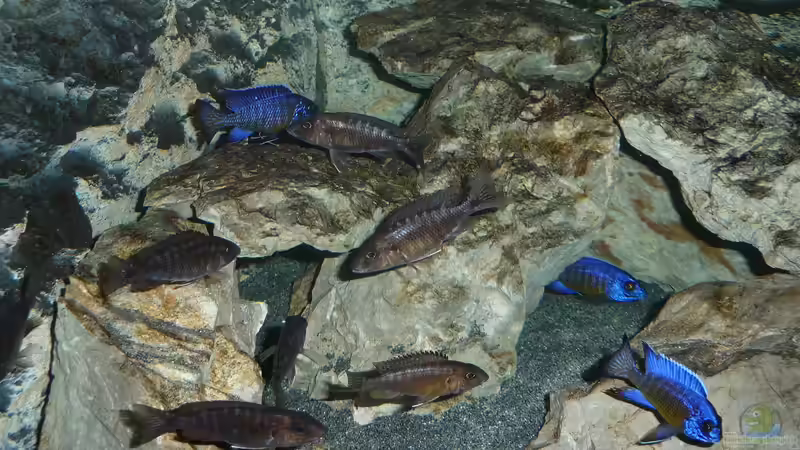 Gruppe3 05.11.2013 von DER YBBSTALER (56)