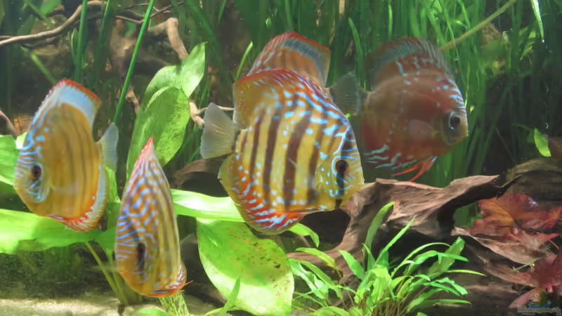 Gruppe3 von maxarl (36)