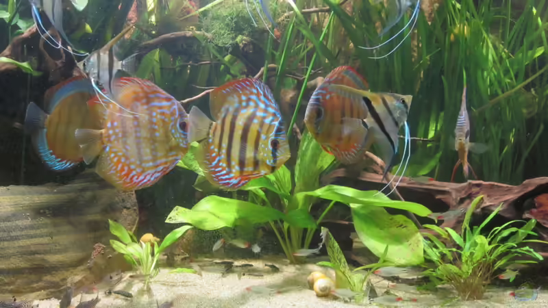 Gruppe5 von maxarl (34)