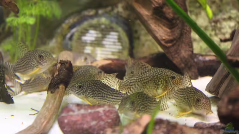 Gruppen Foto for einem der Auslässe von Andy Weiss (42)