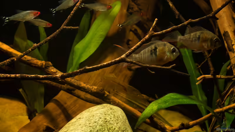 Gruppenaufnahme vom Becken Papillon .. von AjakAndi (7)