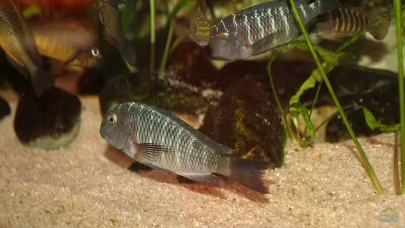 Gruppenbild  von Maclya (19)