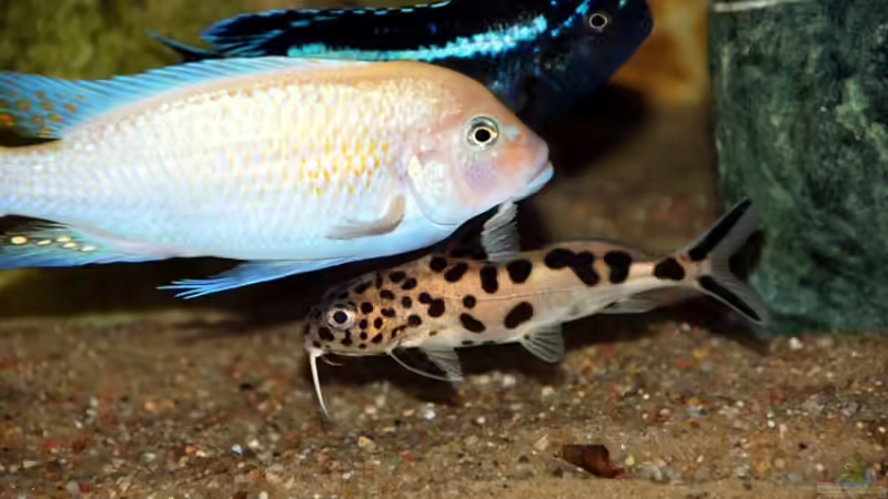 Gruppenbild mit Syno von Steffen Haß (15)