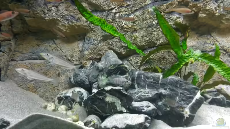 Gruppenbild verschiedener Fische und Einrichtungen von spriggina (9)