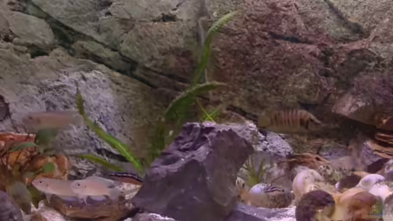 Gruppenbild von Capitan Hook (35)