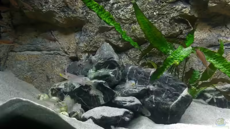 Gruppenbild von Felsen-, Sand- und Höhlenbewohnern von spriggina (49)