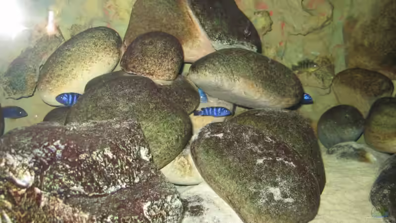 Gruppenbild von Pille (18)