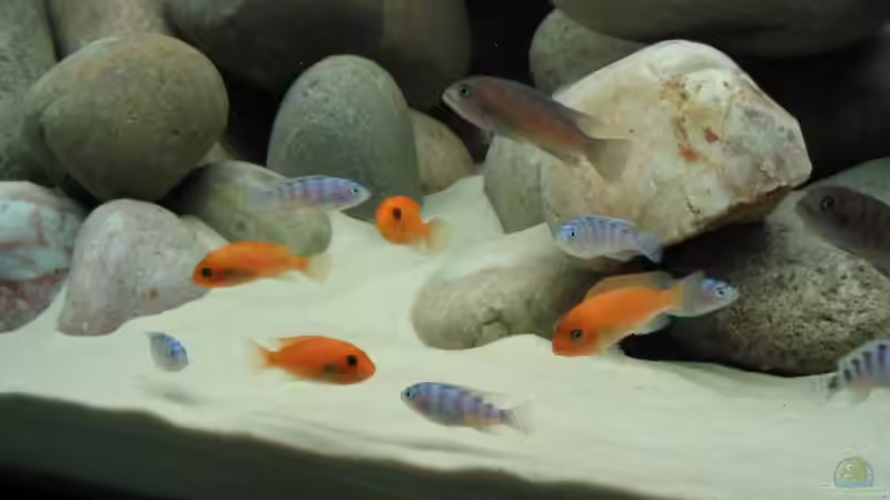 Gruppenbild von Pille (5)