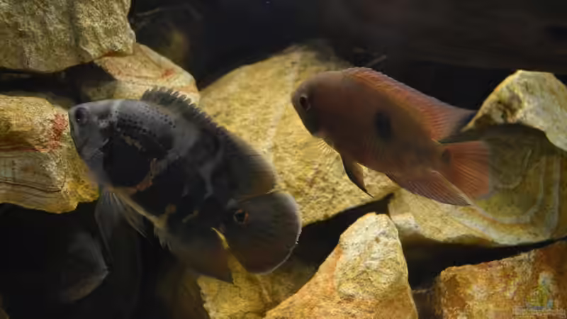 Gruppenfoto: Astronotus sp., Hypselecara temporalis und Hoplarchus psittacus in der Höhle. von GGuardiaNN (95)
