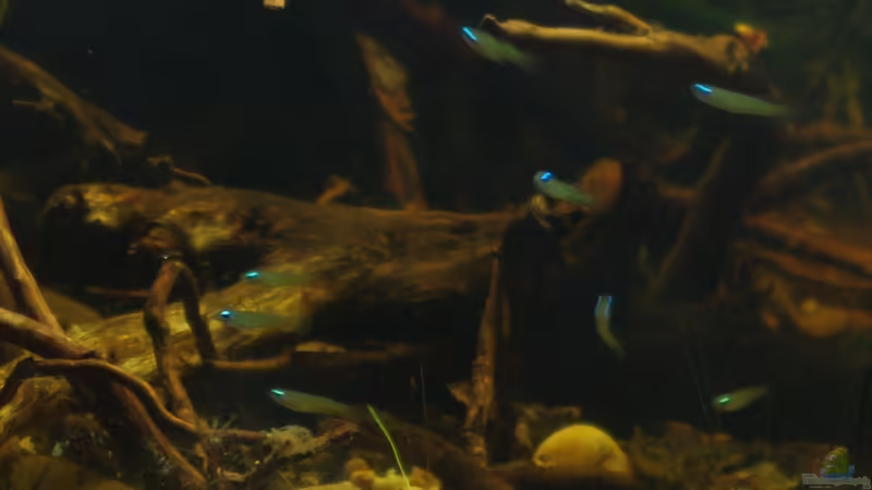 Gruppenfoto 03 von gkr123 (35)